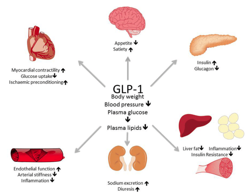 Increase GLP-1 Levels